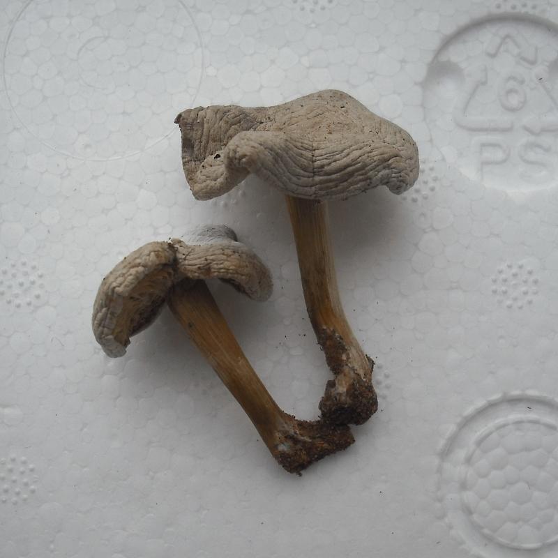 Melanoleuca (cfr. Melanoleuca spegazzinii)